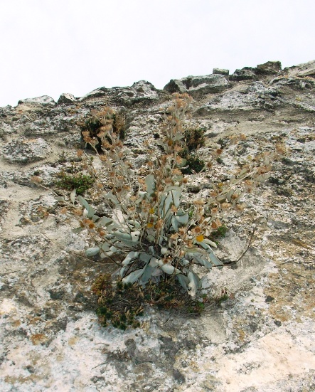 Pentanema verbascifolium (=Inula verbascifolia) / Enula candida